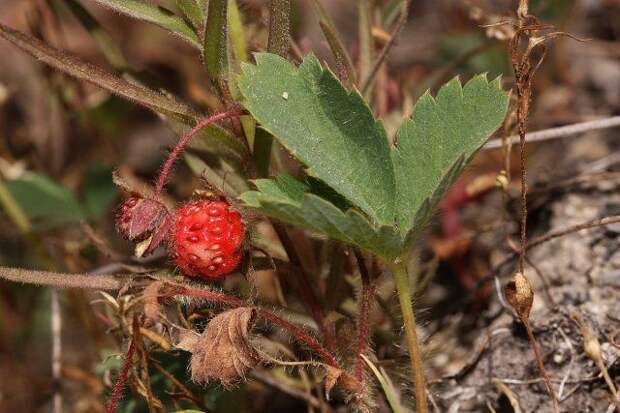 Земляника виргинская (Fragaria virginiana)