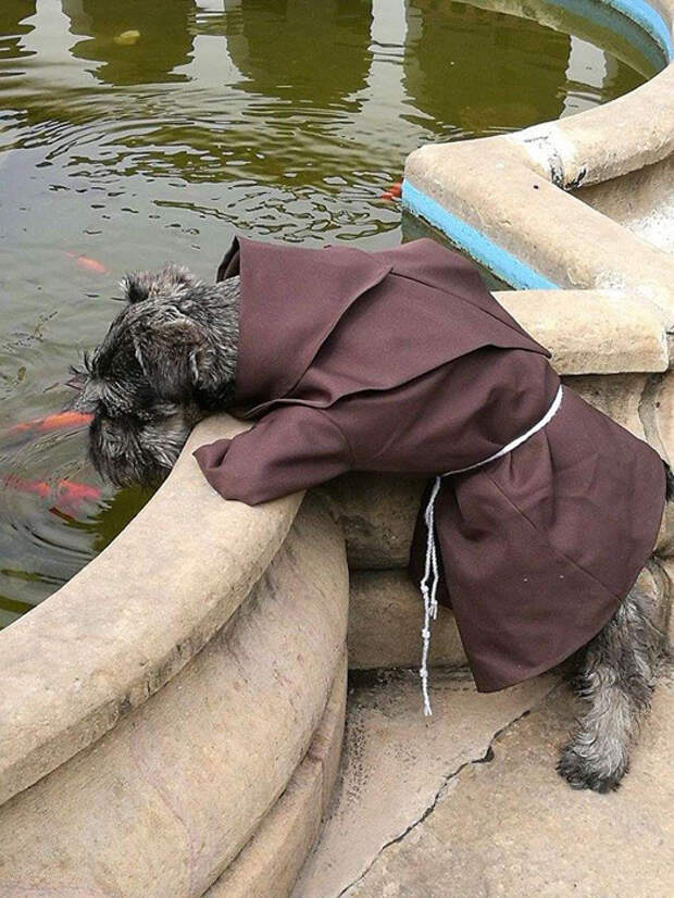 Брат Биготон еще проповедует рыбам.