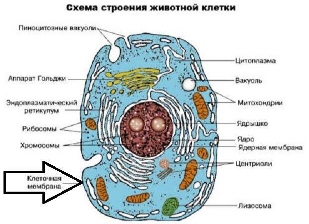 Это живая клетка Это живая клетка биология, еда, здоровье, питание, холестерин