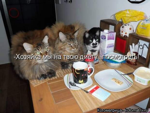 Котоматрица: -Хозяйка,мы на твою диету...посмотреть!