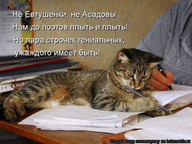 Котоматрица для хорошего настроения (35 фото)