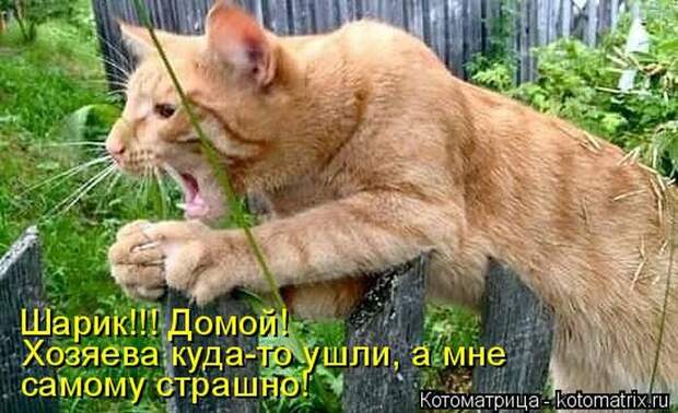 Лучшие котоматрицы недели (50 фото)