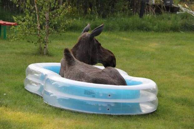 Прикольные картинки (102 фото)