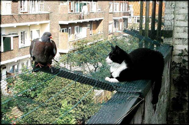 Кот Фантомас и голубь Иосиф