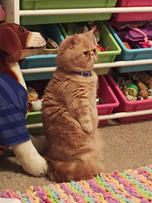 кот Джорж