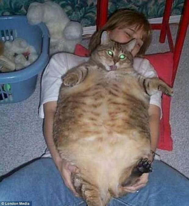 Ожиревшие животные. Ужас!