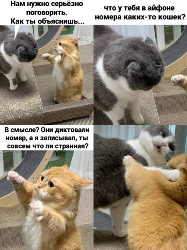 Самые удачные котомемы Рунета Самые удачные котомемы Рунета