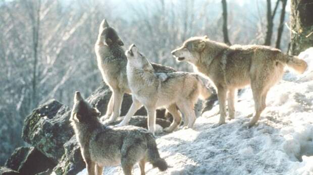Волки видят дальше. |Фото: funart.pro.