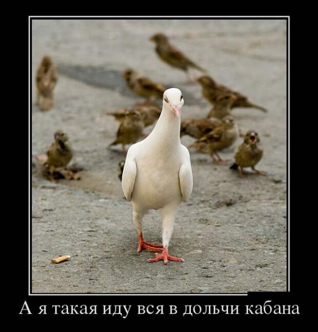 Сборник моих демотиваторов демотиватор, сборник