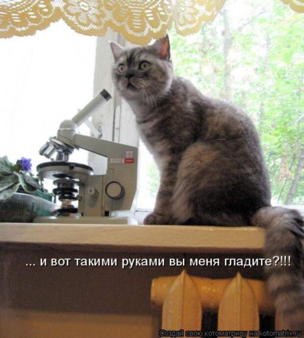 Лучшие котоматрицы недели (50 фото)