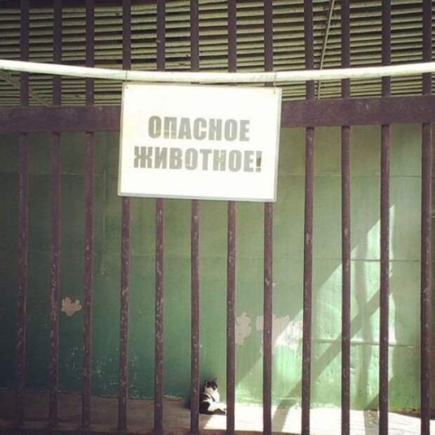 Прикольные надписи и объявления (40 фото)