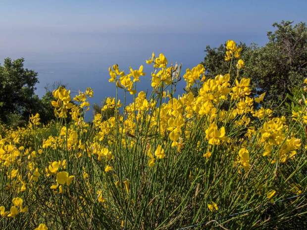 Wildflowers on Path of the Gods hike