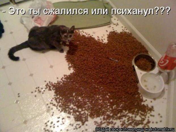 Котоматрицы (картинки с надписями)