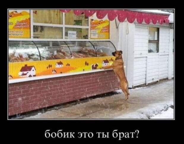 Демотиваторы по русски, приколы в каждом фото.