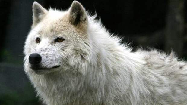 Полярный волк (Canis lupus tundrarum), фото хищные животные фотография