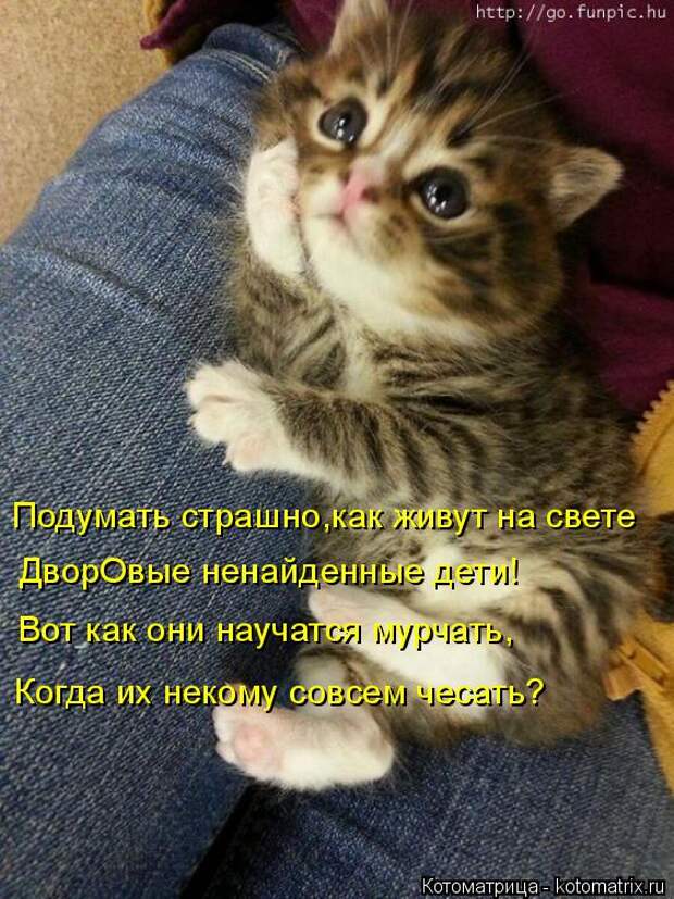Котяры на приколе и их шаловливые друзья (35 фото)