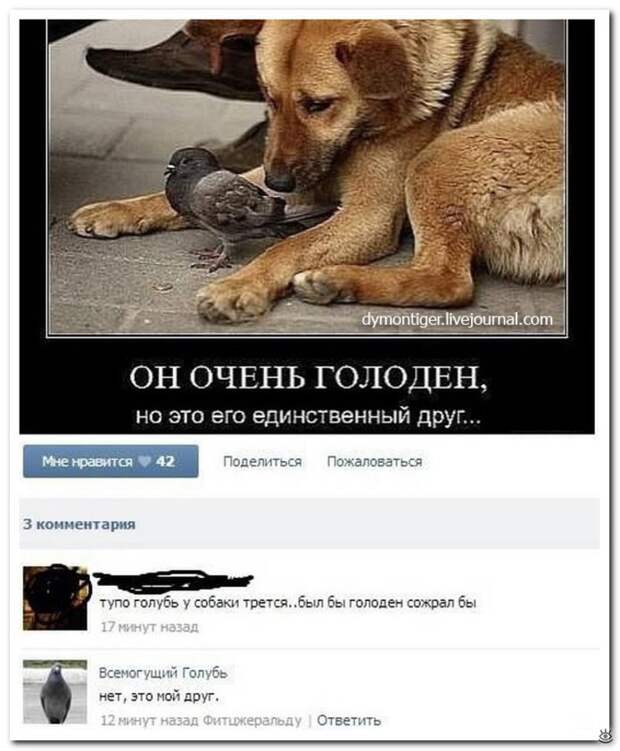 Перлы из соцсетей 8