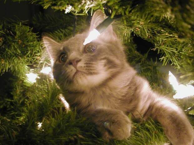 коты новогодние украшения (5)