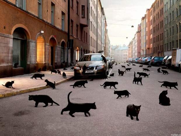 1366x768 Город, машина, кошки, чёрные обои на рабочий стол 26925