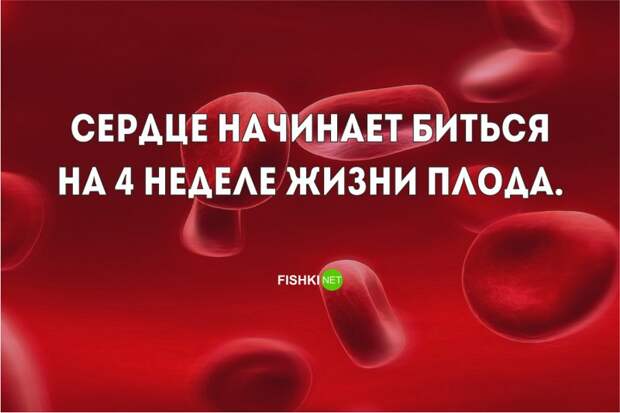 11 удивительных фактов о сердце, которые заставят ваше сердце биться чаще НАУЧНЫЕ ФАКТЫ, медицина, сердце, факты