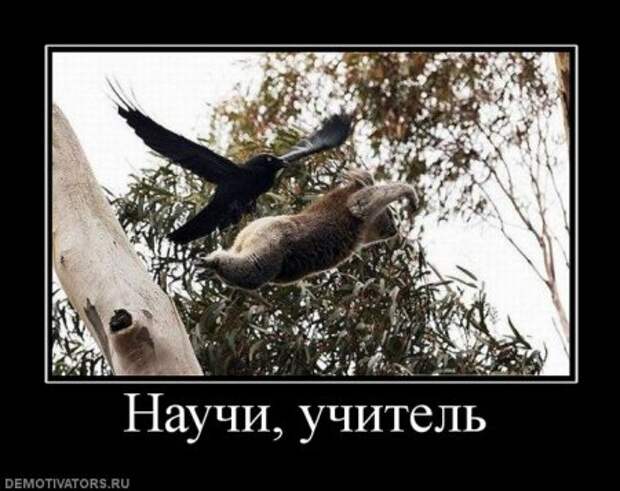 демотиваторы новые смешные.