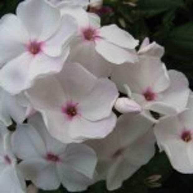 Флоксы
