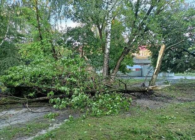 Во дворе два месяца лежит упавшее дерево. К кому обратиться, чтобы его убрали?