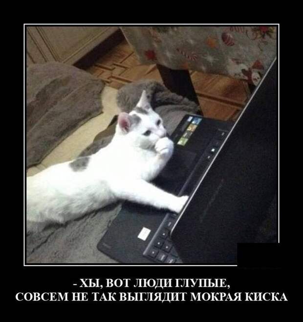 Демотиватор про котика