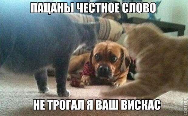 Смехопанорама Писца. Жгучая серия!