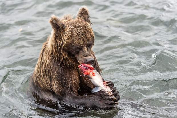 Медвежья рыбалка на заповедном кордоне 