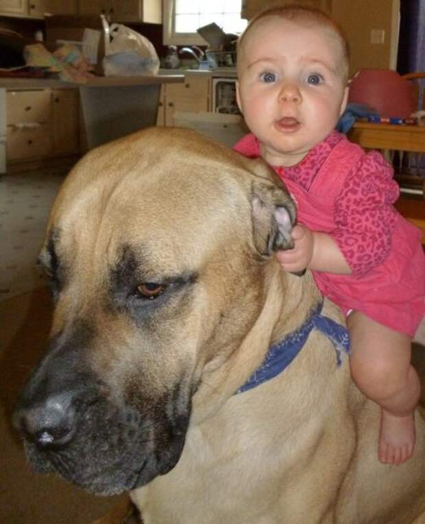 Идиотизм в картинках