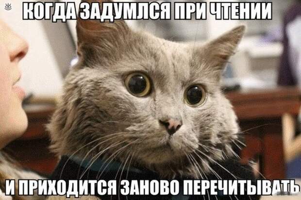 Безумные весёлости с людьми и животными 16