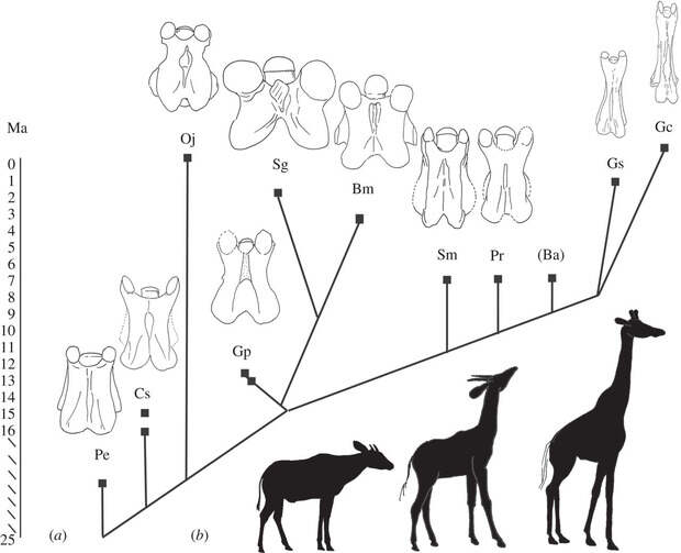 Ученые установили, как у жирафов выросла длинная шея