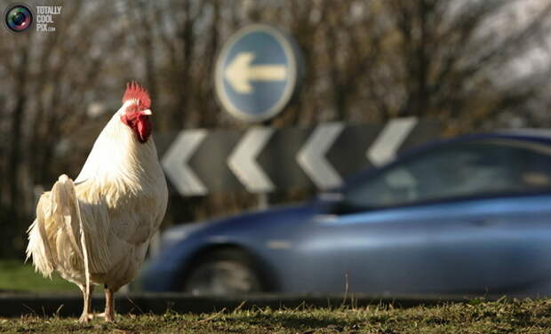 Животные переходят дорогу