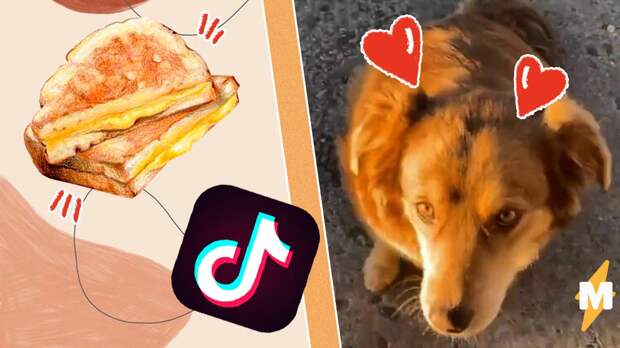 На TikTok появилась звезда, которую мы заслужили. Это собака Салли, и она - самая милая попрошайка на свете
