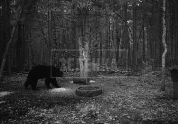 В Тульской области стали видеть больше медведей