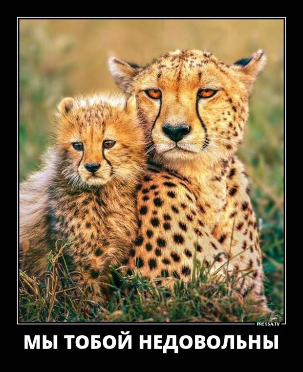 Новые смешные демотиваторы (46 фото)