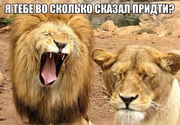 Смешные картинки с надписями видео, прикол
