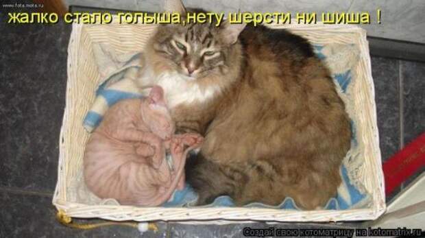 Котоматрица Котоматрица