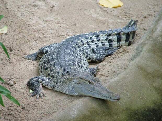 Сколько весит крокодил? Самый маленький и самый большой крокодил. Сколько живут крокодилы