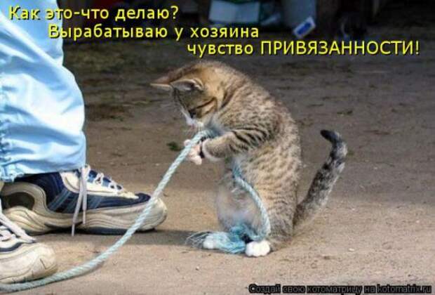 Котоматрицы(картинки с надписями)