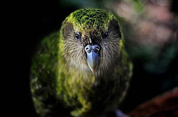 kakapo-kartinki-koshki-sobaki-smeshnye-zhivotnye-kote