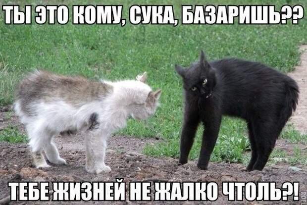 Смешные картинки с надписями прикол, юмор