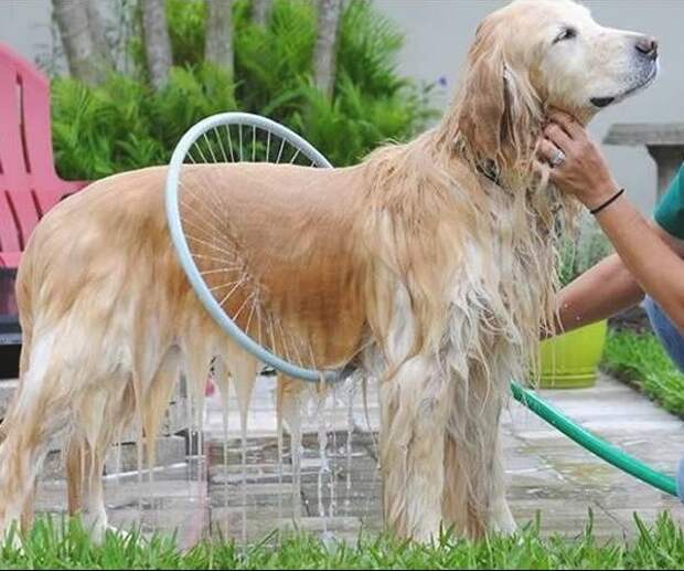 23. Круглый душ для собаки для дома, изобретения, прикольные вещи