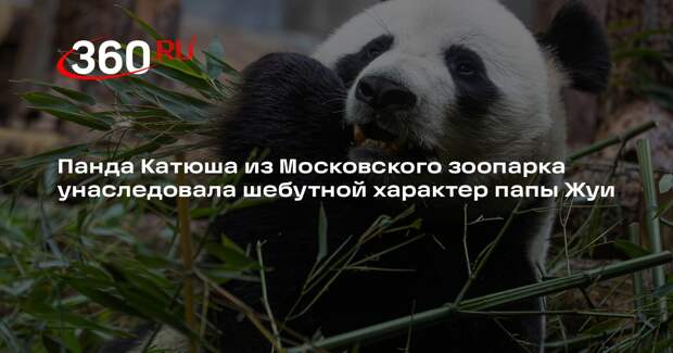 Панда Катюша из Московского зоопарка унаследовала шебутной характер папы Жуи