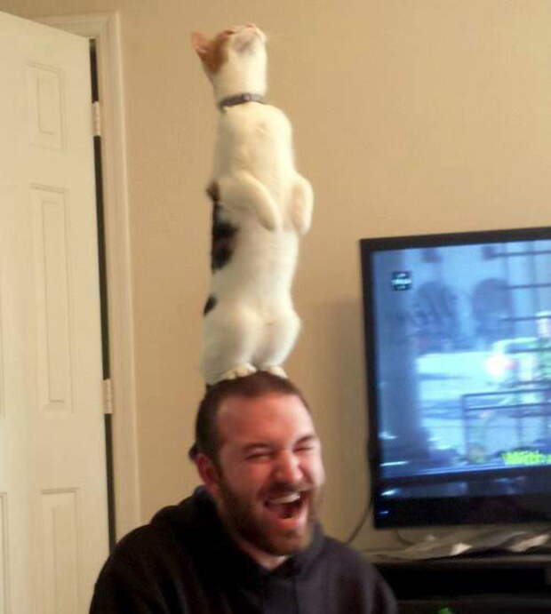 Забавные коты. часть 14 (30 фото)