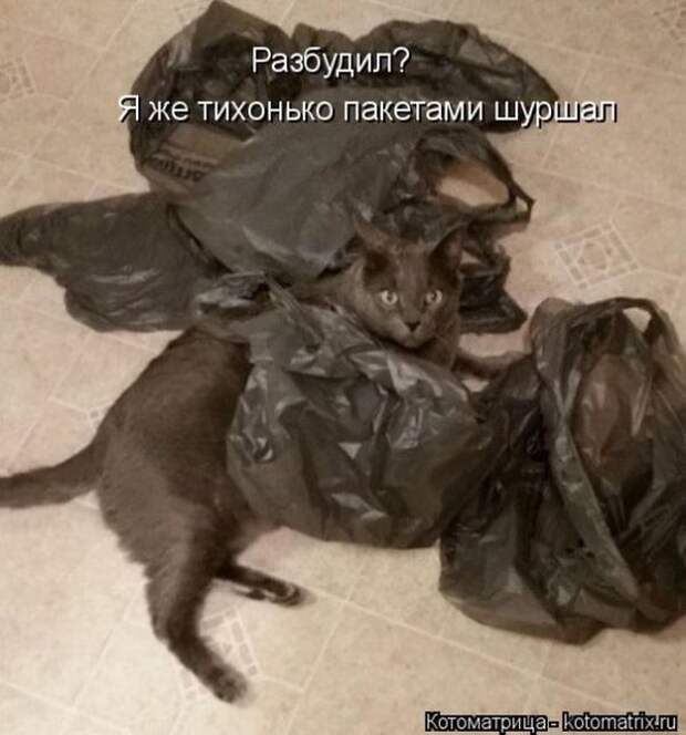 Лучшие котоматрицы недели