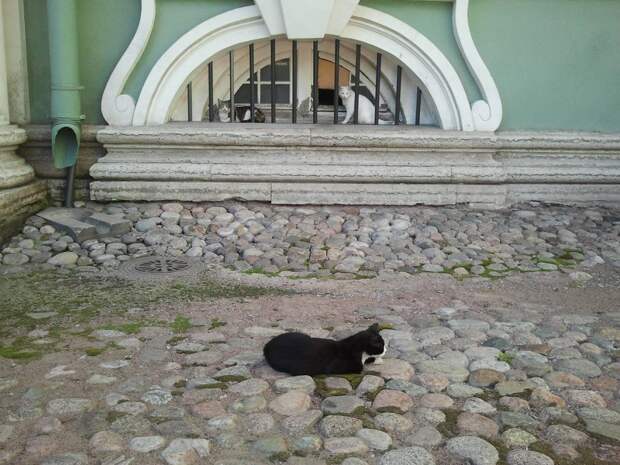 5. Эрмитажные коты влиятельные, живут, коты
