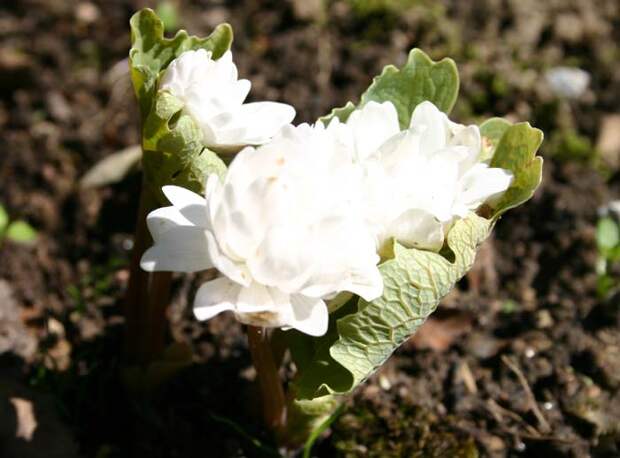photo504 (700x518, 60Kb)