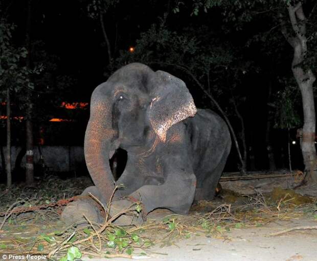 Слон заплакал после освобождения от державших его 50 лет цепей индия, освобождение, слон